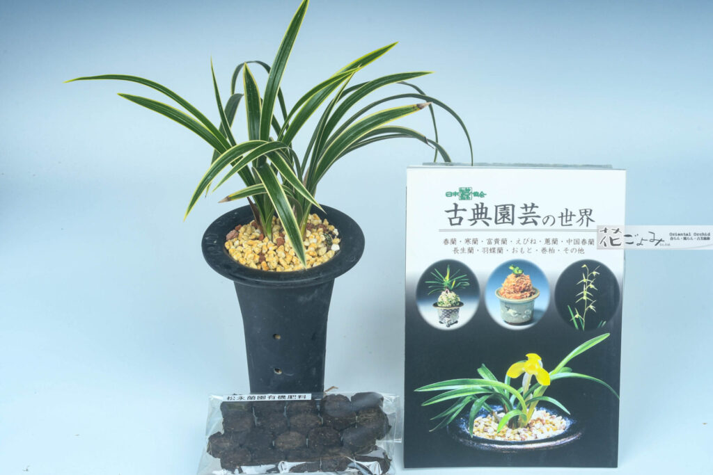 日本春蘭 覆輪満月 ＋松永蘭園有機固形肥料（20個）＋古典園芸の世界