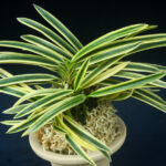 天橋 満月 - 東洋蘭専門店 花ごよみ | 春蘭・富貴蘭など通販ならお任せ