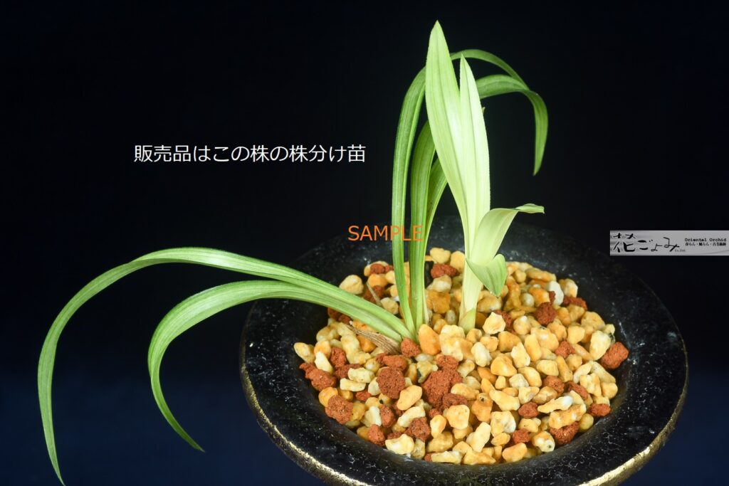 根岸斑白曙チャボ