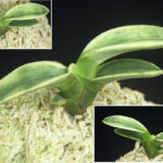 最上柄【御神渡】 - 東洋蘭専門店 花ごよみ | 春蘭・富貴蘭など通販