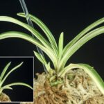 上柄【慶賀】上柄子付 - 東洋蘭専門店 花ごよみ | 春蘭・富貴蘭など