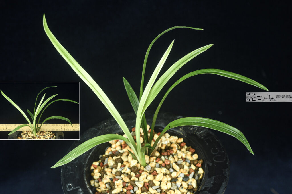 日本春蘭・複芸【白散斑縞に曙】散斑縞花