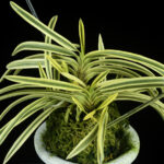 紺上げ良い【天橋満月】 - 東洋蘭専門店 花ごよみ | 春蘭・富貴蘭など