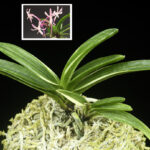 お勧め！コート目最上柄・赤花【雪白縞・朱天王】 - 東洋蘭専門店