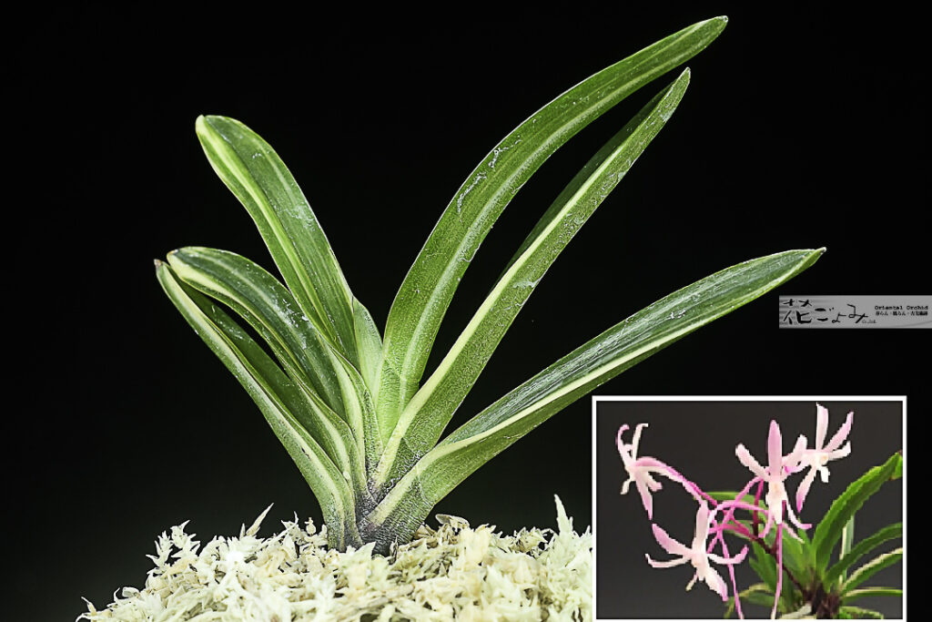 極上柄！赤花【雪白縞・朱天王】