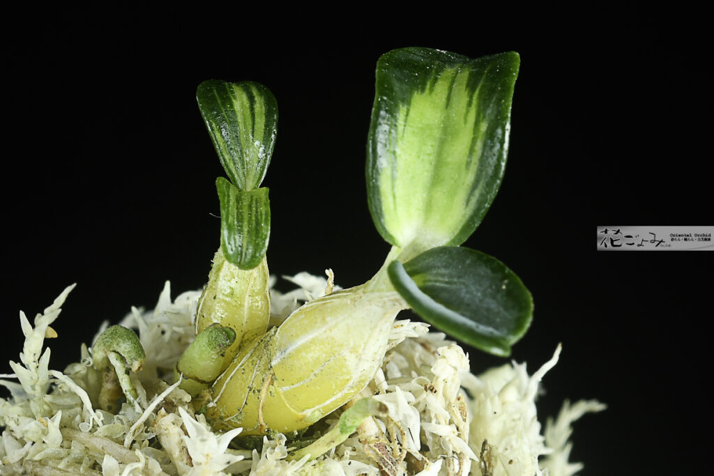 長生蘭・狂獅子の芽変わり中透【(仮)翠狂獅子】