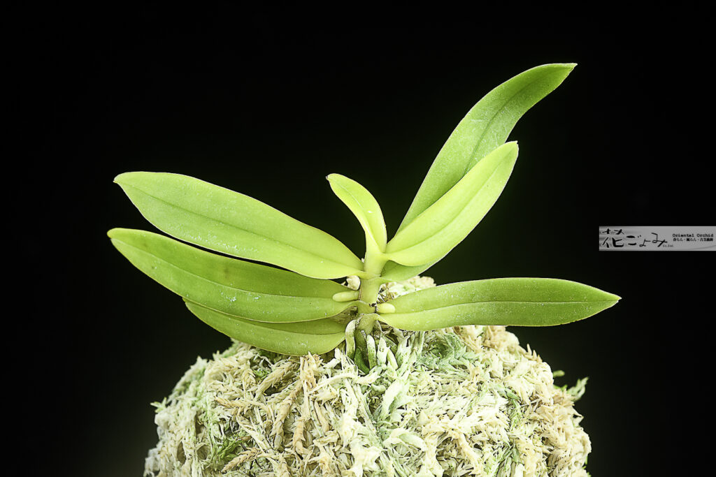 希少種！宮崎産【黄金葉カシノキ蘭】最上芸最上木