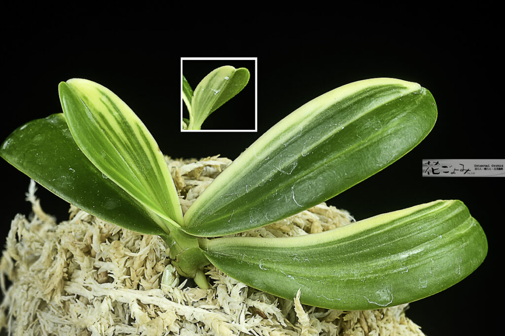 Phalaenopsis japonica【白覆輪系・名護蘭縞2】