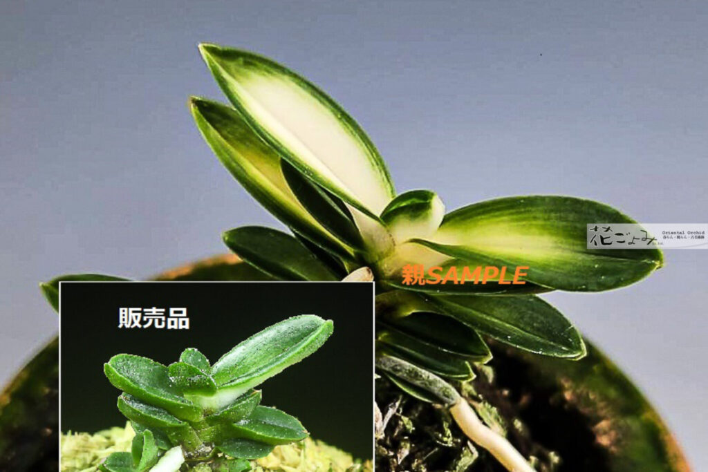 ルビー根混豆葉【豊天5】天玉宝型・豊明殿芸