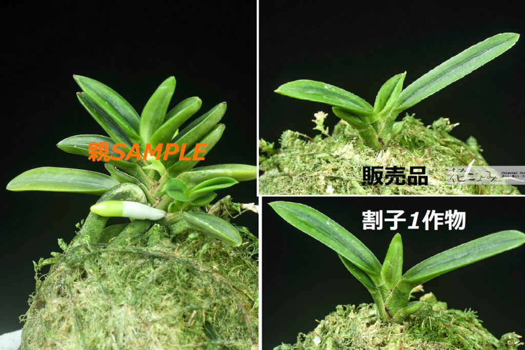 【千載・萠黄大覆輪】