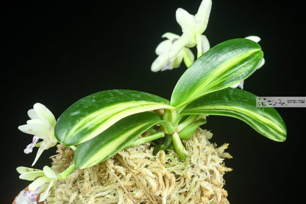 野生蘭・芳香種Phalaenopsis japonica【名護蘭縞3】