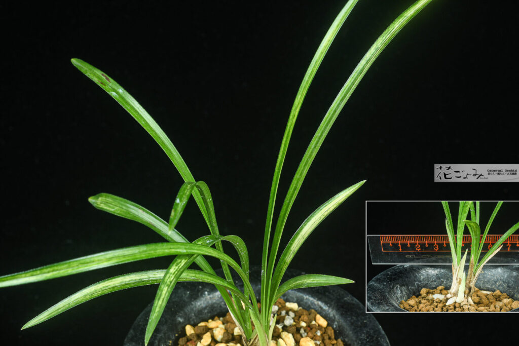 一号性・日本春蘭・福島産・紺覆輪虎【翔陽の花】