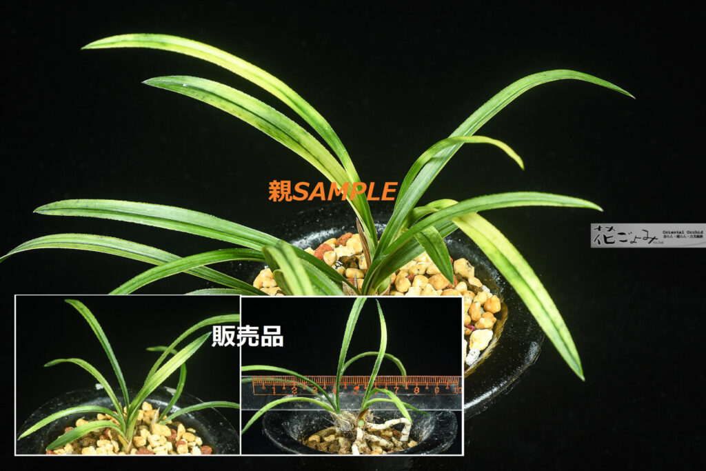 韓国産山採り【厚葉・複芸曙チャボ】未開花