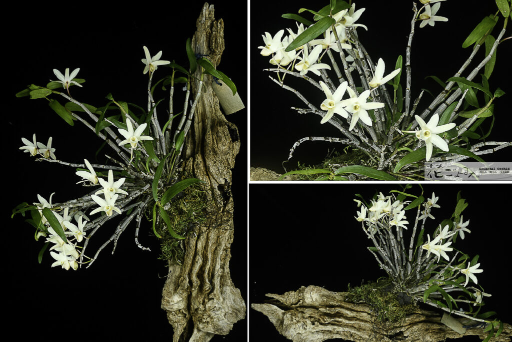 セッコク黄花・流木付