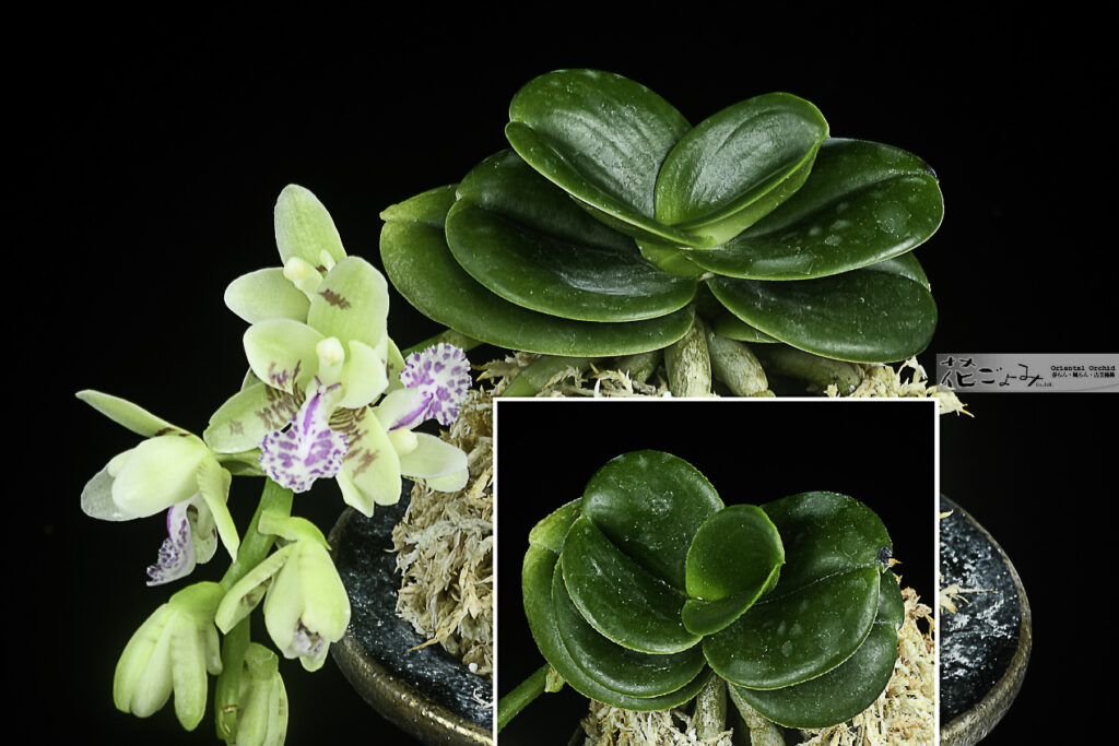 野生蘭・芳香種Phalaenopsis japonica【名護蘭・大明(taimin3)】開花直後・鉢植え