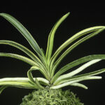 熊本産白黄縞【天晃殿3】 - 東洋蘭専門店 花ごよみ | 春蘭・富貴蘭など