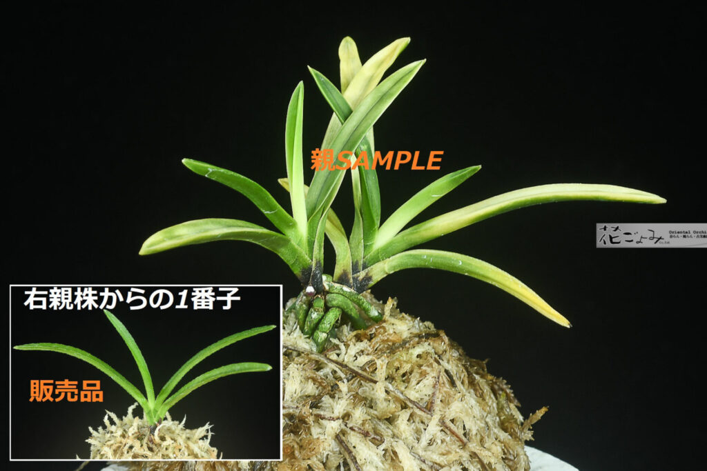 赤花【紅赫殿・ルビー根・牡丹芸の子】