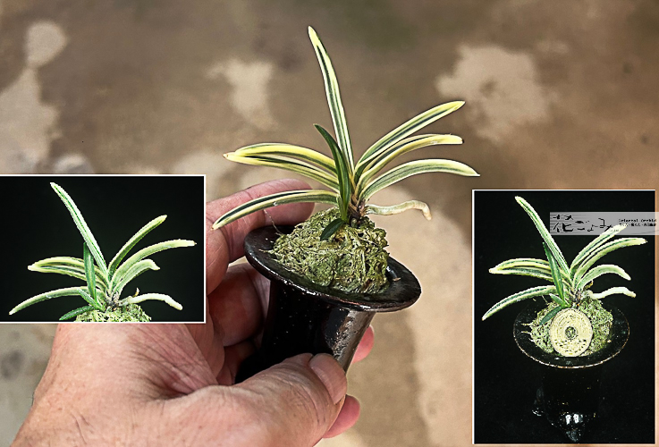 2寸鉢植え【小町錦系・西出都・2寸鉢植一式】