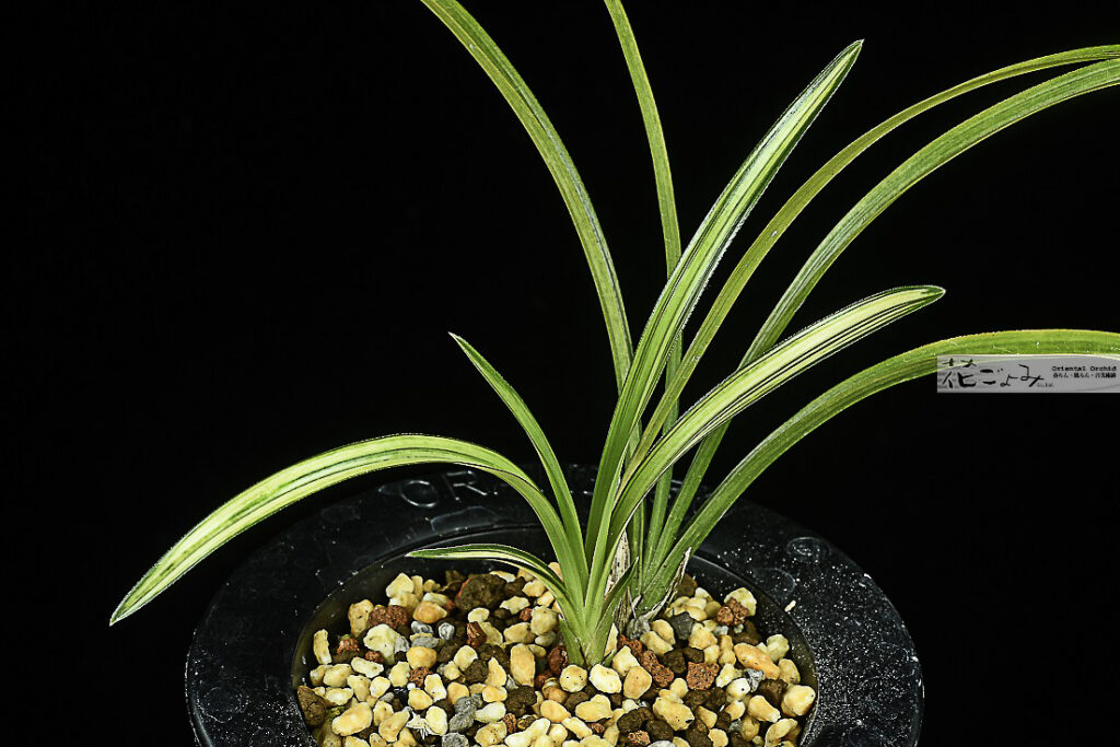 日本春蘭・福島産縞虎【翔陽の花】上系譜物