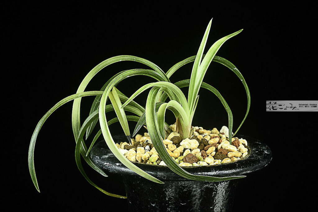 天草産・ピンク芽【チャボ性・無銘白曙虎】総散斑花