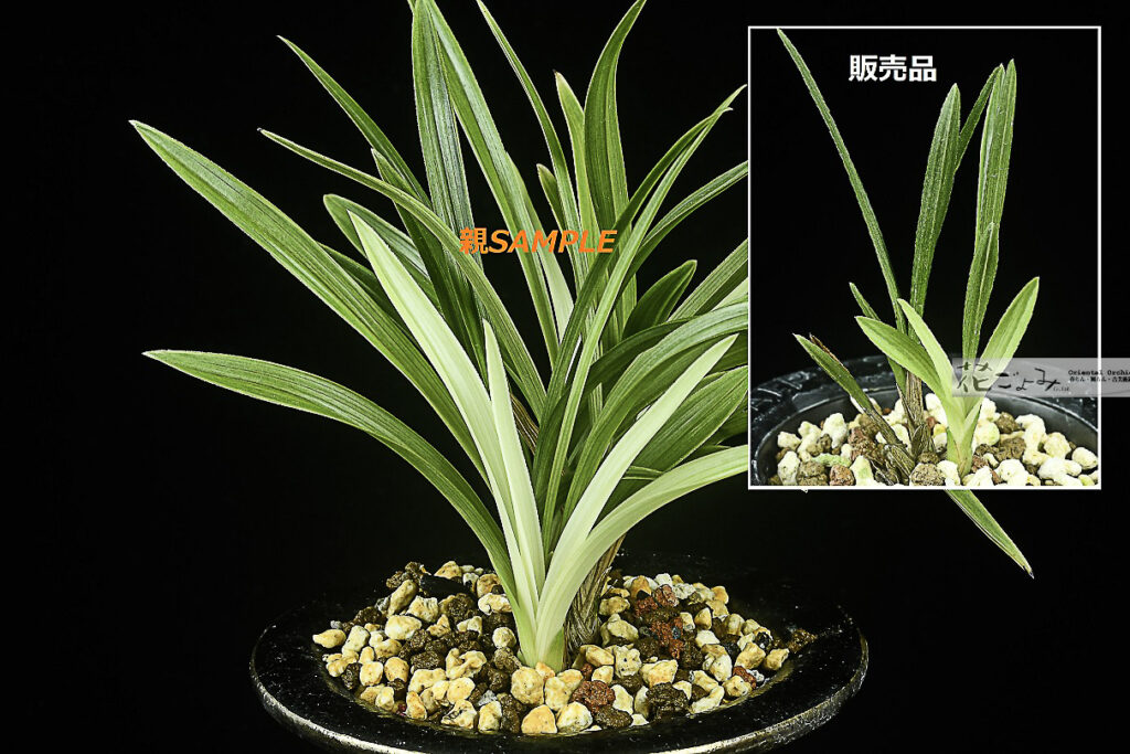 新芽愛嬌満点！韓国産白芽チャボ底白曙芸【白樂天2】