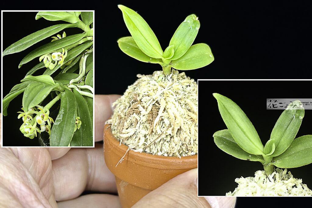 宮崎産・山採り牡丹芸・カシノキ蘭【金牡丹】1,5寸鉢植
