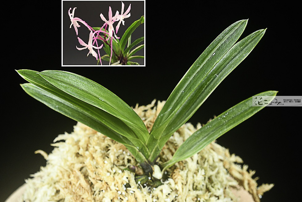 赤花・天葉コート目最上柄【雪白縞・朱天王】