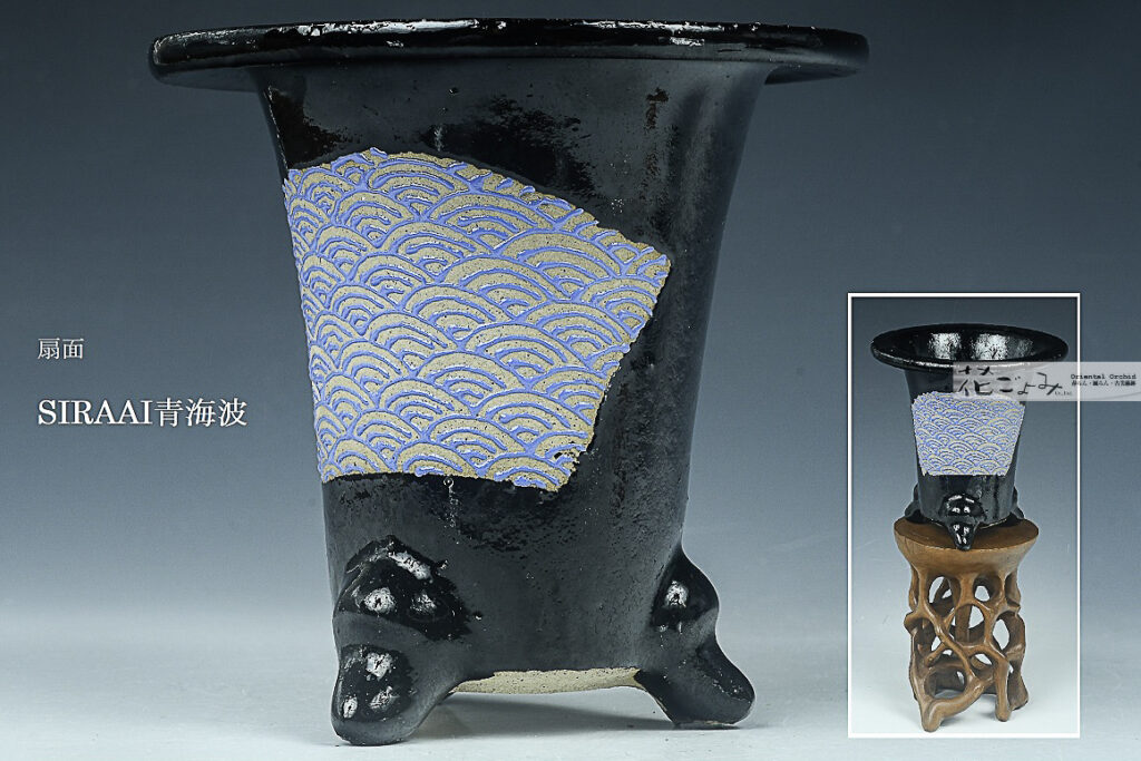 最新作！【扇面・SIRAAI青青海波文・古鉢型万年青鉢】3寸
