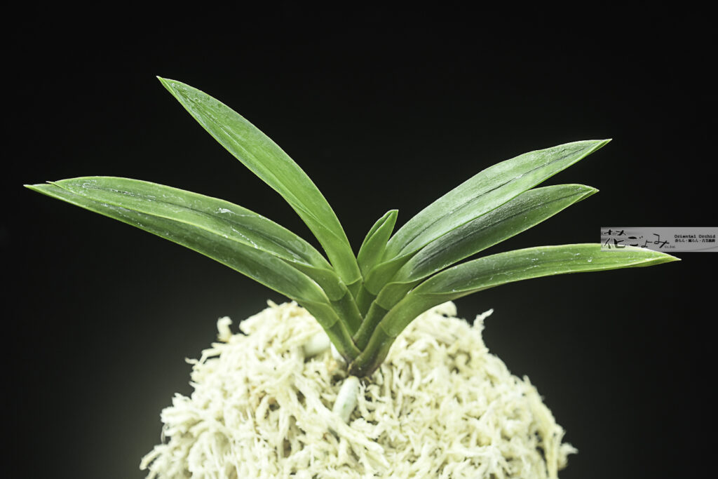 ルビー根混・牡丹芸・墨に白縞・萠黄縞芸【飛雲閣】花距2本