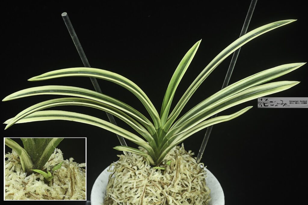 最上木・九州産【影虎】