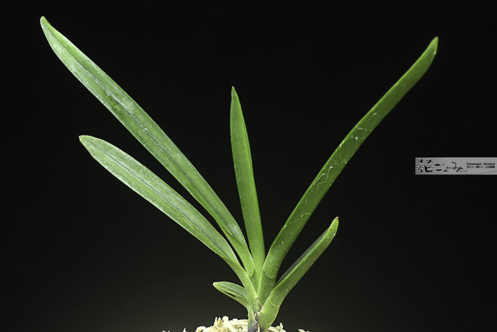 鈴鹿ご本家物・銘系譜【木瀬長壽樂の青】