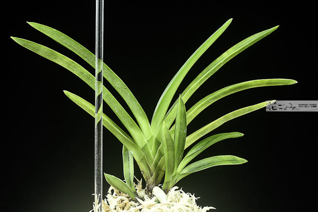 ルビー根混・牡丹芸・墨に白縞・萠黄縞芸【飛雲閣】子付・花距2本