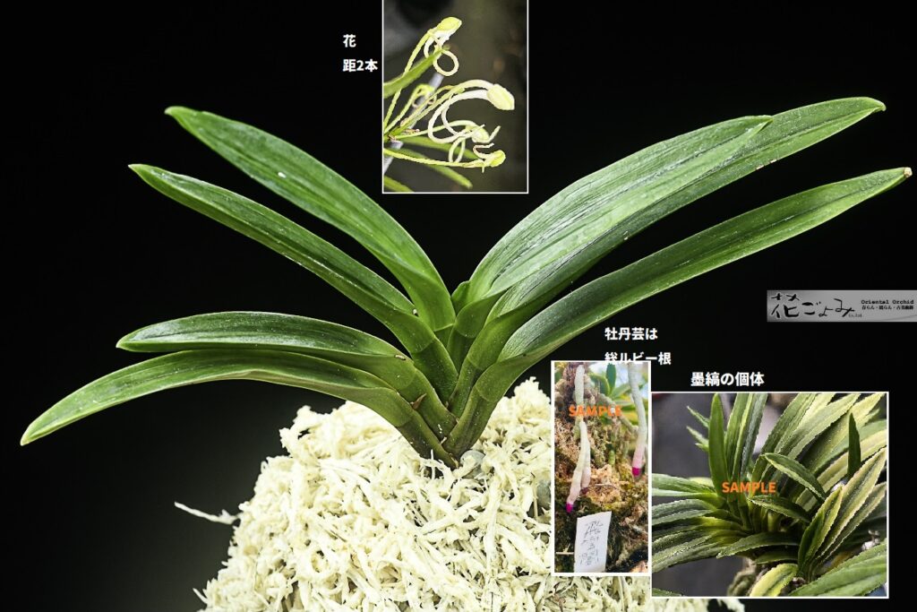 ルビー根混・牡丹芸・墨に白縞・萠黄縞芸など多彩・販売品はベタ墨芸に縞【飛雲閣】花距2本