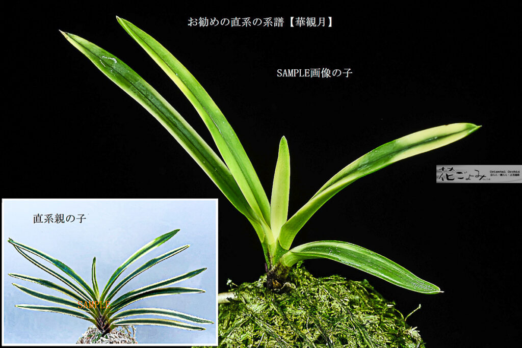 ルビー根・花衣芽変り覆輪【花観月】
