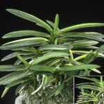 コート目最上柄・徳島産墨縞芸【阿波墨錦】 - 東洋蘭専門店 花ごよみ