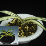 富貴蘭写真集　2024.5発刊　韓国版 富貴蘭写真集2024.5発刊韓国版