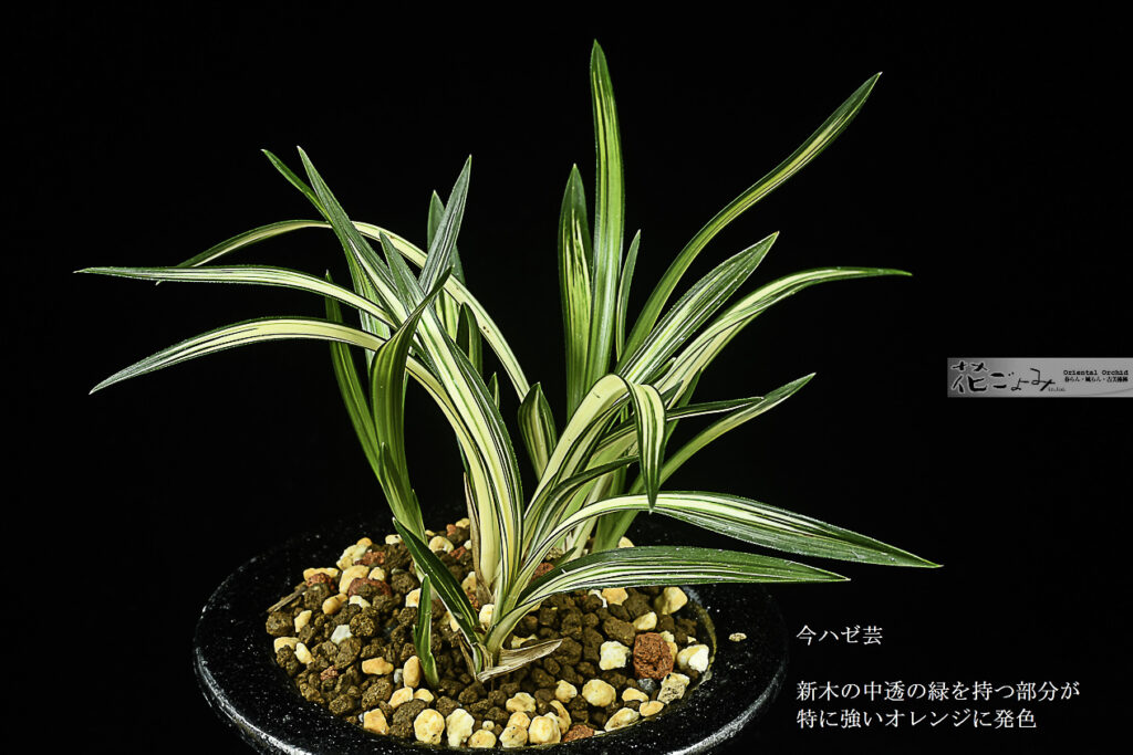 韓国産山採り・上縞花【力和型・厚葉オレンジ・チャボ中透】最上木・華氏銀彩鉢入