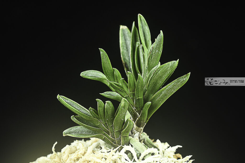 奄美風蘭・最上芸・葉変りチャボ【五右衛門】