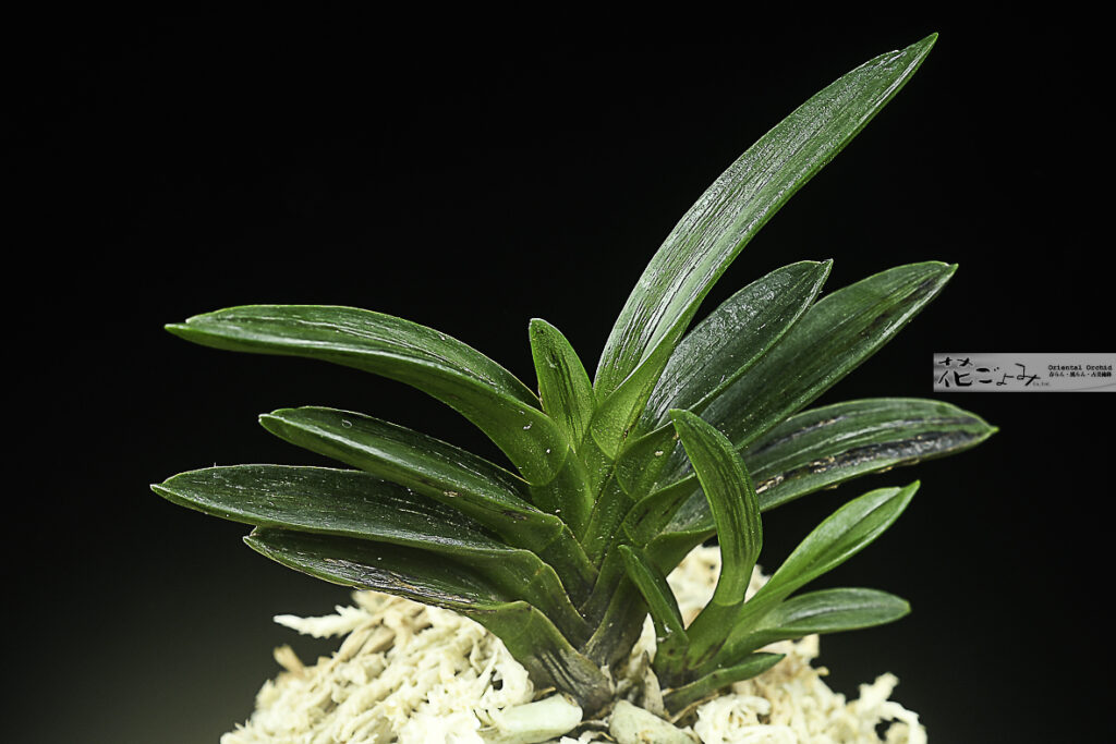 最上芸【紫玉2】