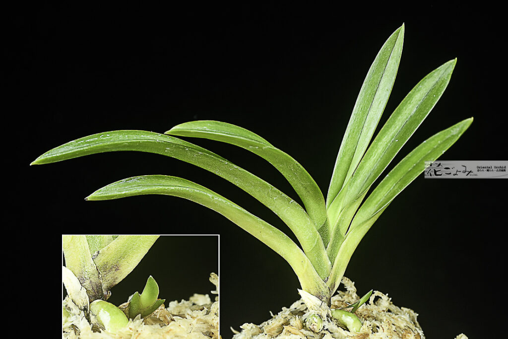 鹿児島産・複芸【霧島】