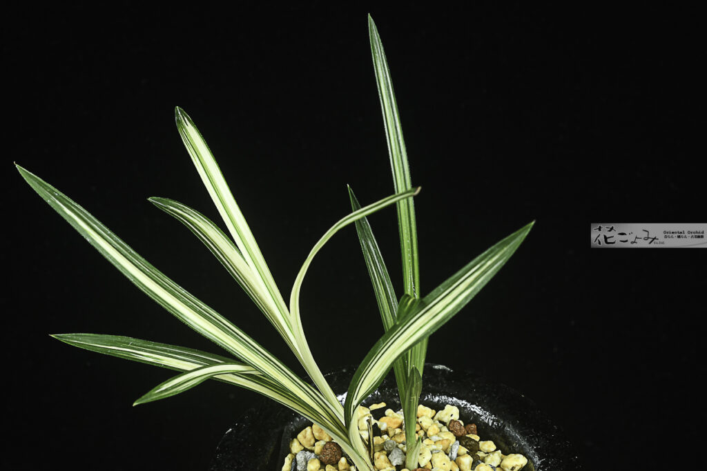 韓国産山採り・上縞花【力和型・厚葉オレンジ中透1】