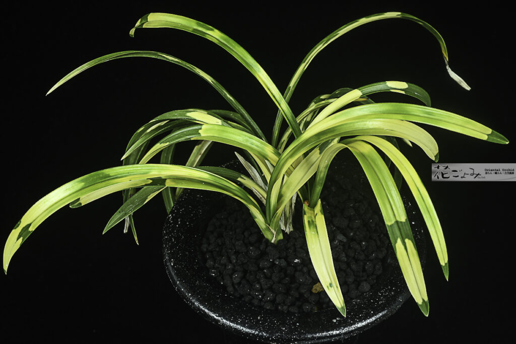 最上柄・日本春蘭・虎斑芸【安積猛虎】