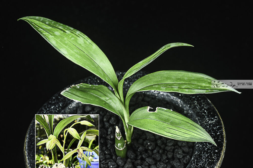 鹿児島産【中透花・秋咲ナギラン】