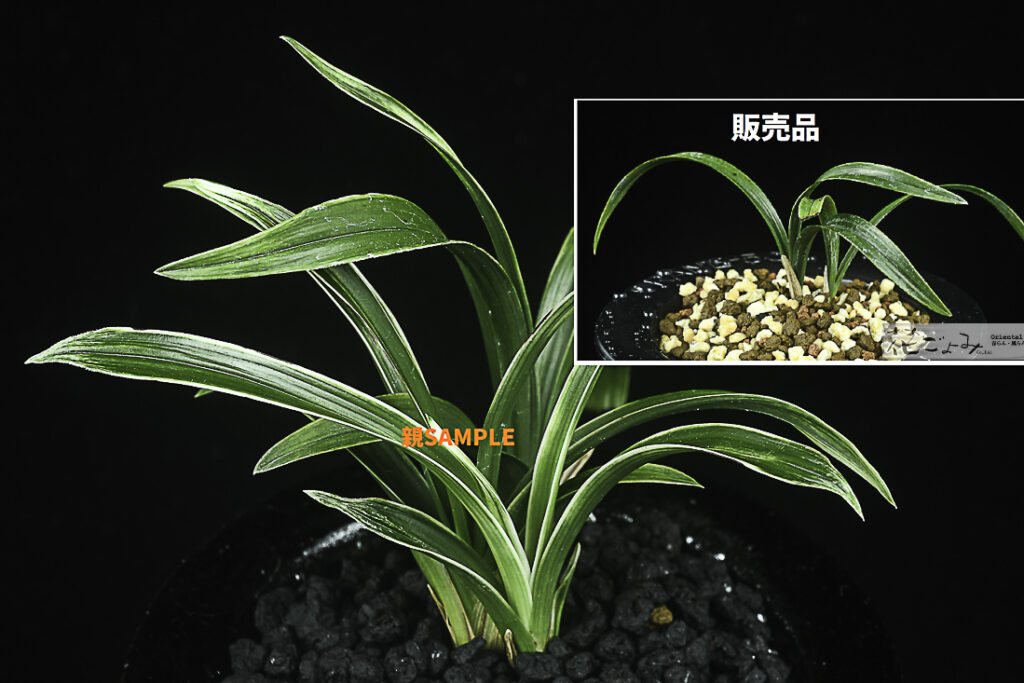 韓国産・複芸白曙チャボ【白写】4364の子木