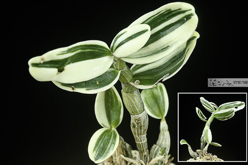 石斛【無銘達磨葉・雪白大覆輪】1