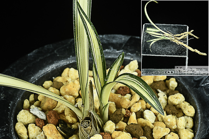 力ある種木・日本春蘭【金閣宝】