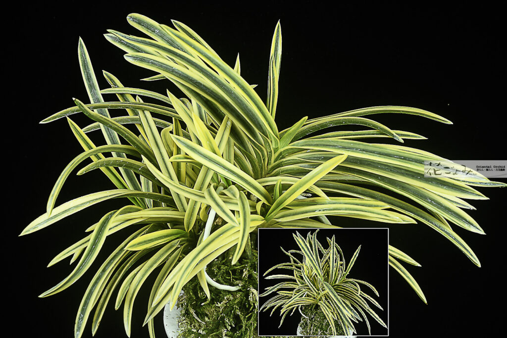 最上木大株立株立【翠宝】