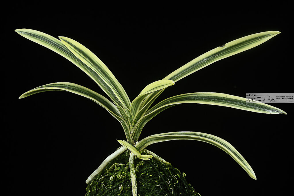 f-5566高千穂白黄縞【覆輪龍泉錦】