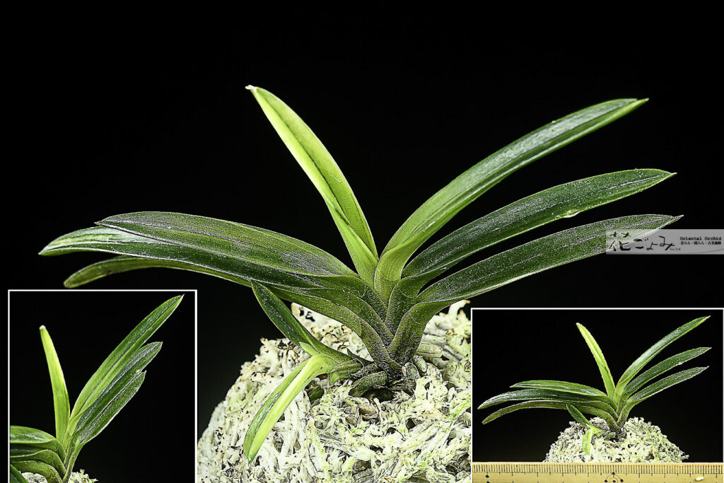 ルビー根【金牡丹縞】