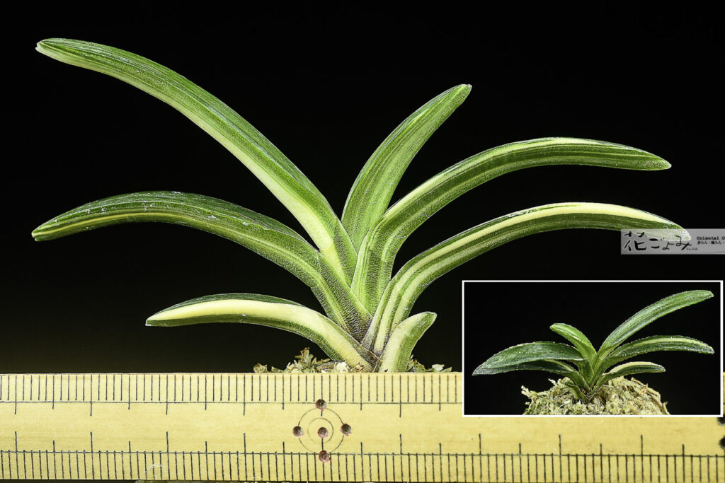 コート目最上柄・豆葉縞【大鷹丸白縞】